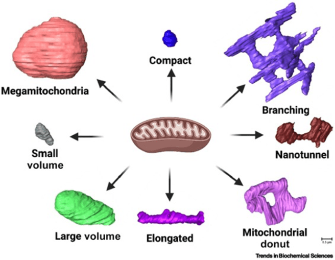 Mitochondria are always shown as ovals; in reality they come in all ...